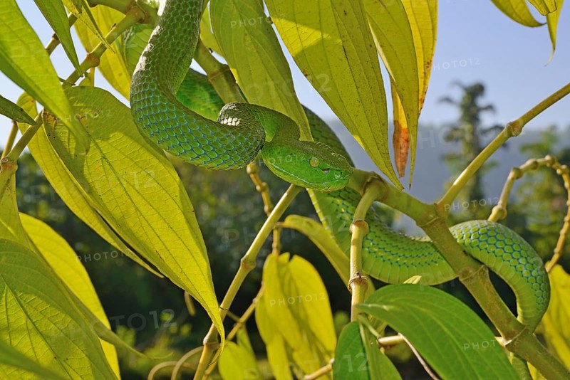 Barat Bamboo pitviper (Trimeresurus sabahi barati)
