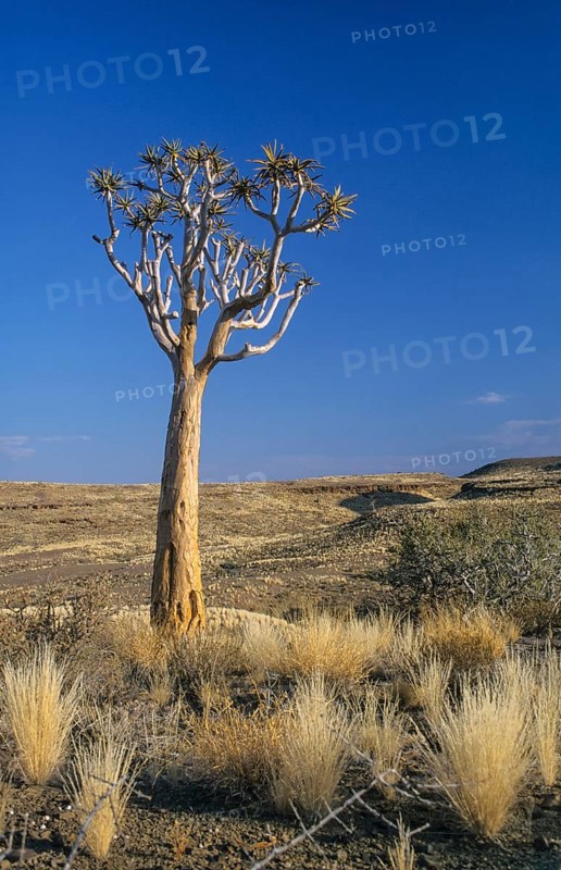 Quiver Tree or Kokerboom (Aloe dichotoma) in the semi-desert
