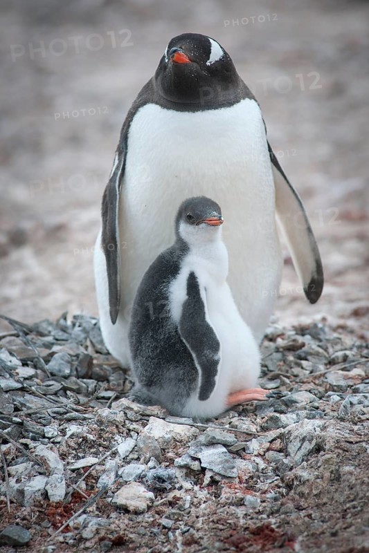 Gentoo Penguin (Pygoscelis papua) and young at nest