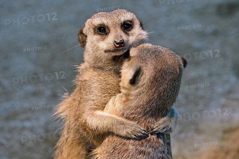Meerkats (Suricata suricatta) young embracing