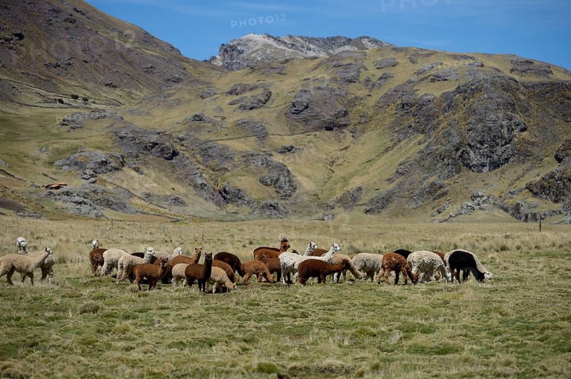 Llama herd on a high pasture in the Andes