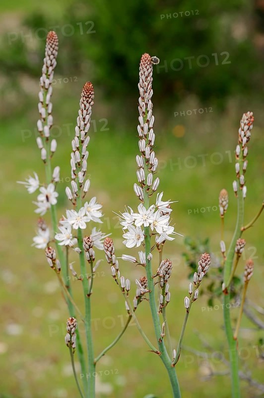 White Asphodel (Asphodelus albus)