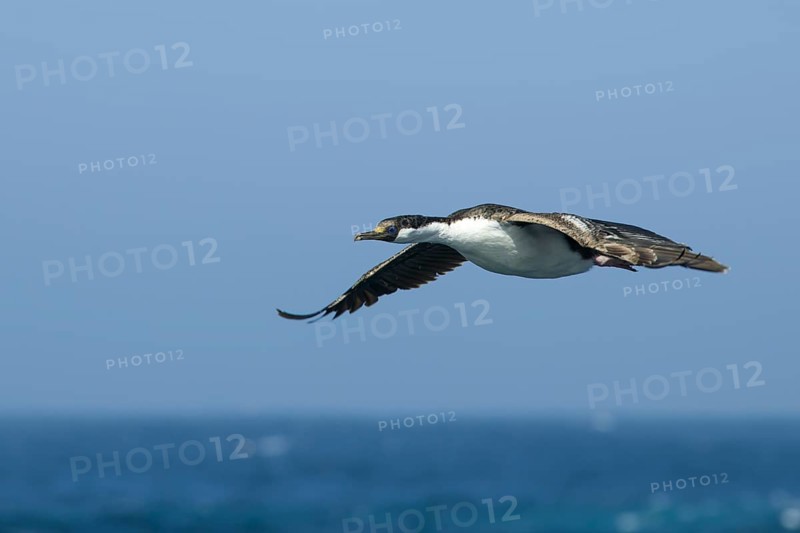 Blue-eyed Shag or Imperial Shag (Phalacrocorax atriceps)