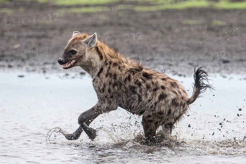 Spotted Hyena (Crocuta crocuta) running through water