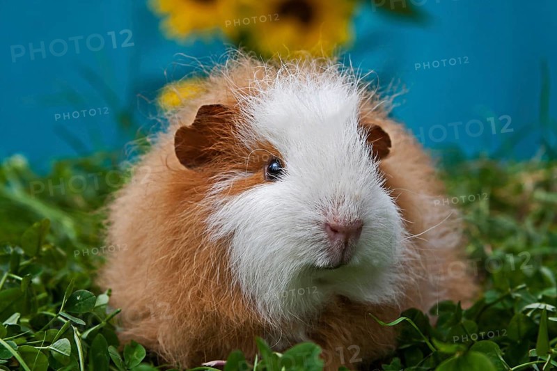 Swiss Teddy Guinea Pig