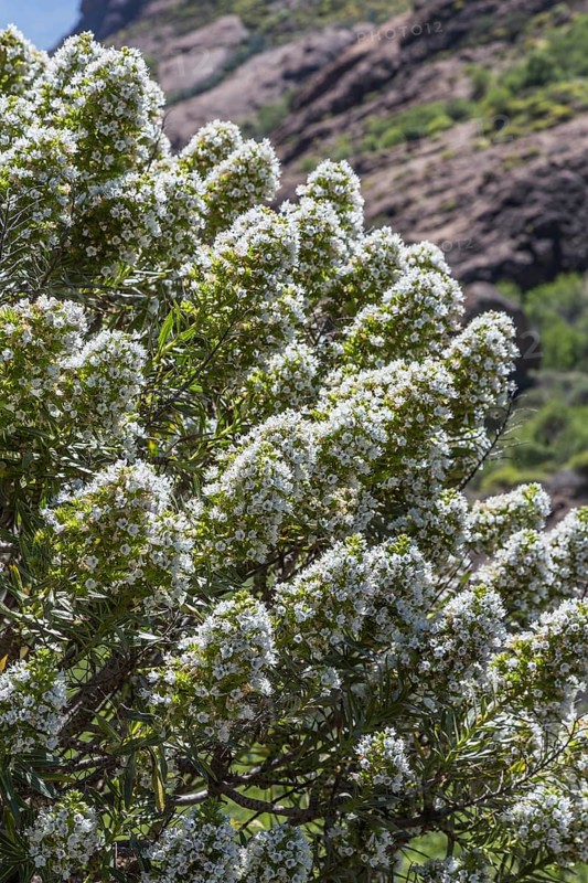 Gran Canaria Viper's Bugloss