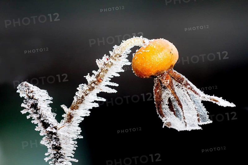 Ice structures on a rosehip