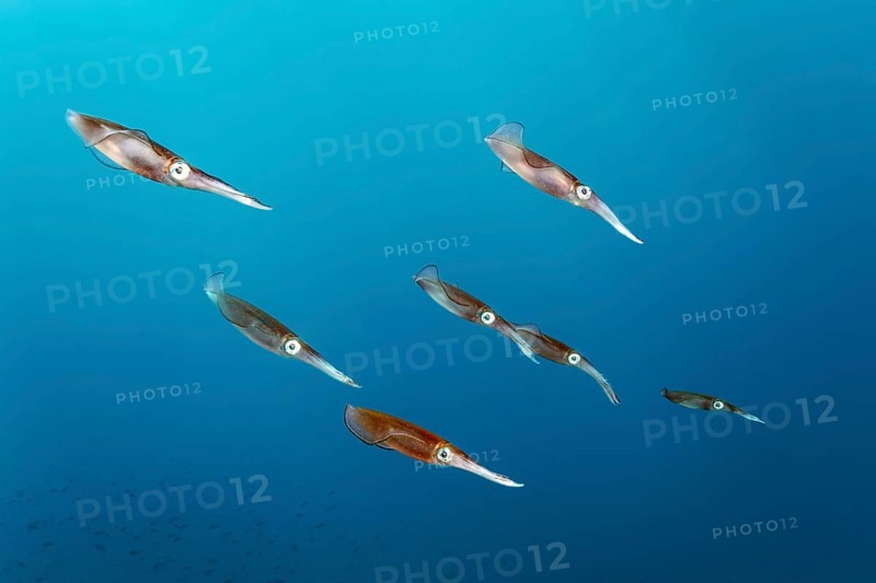 Bigfin reef squid (Sepioteuthis lessoniana)