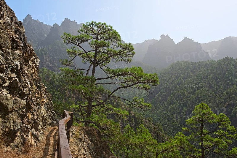 Forest landscape in the Parque Nacional de la Caldera de Taburiente National Park