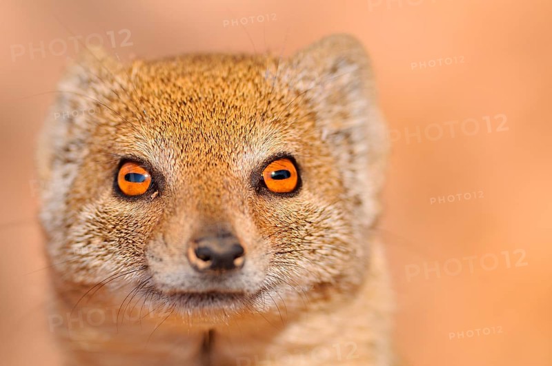 Yellow Mongoose (Cynictis penicillata)
