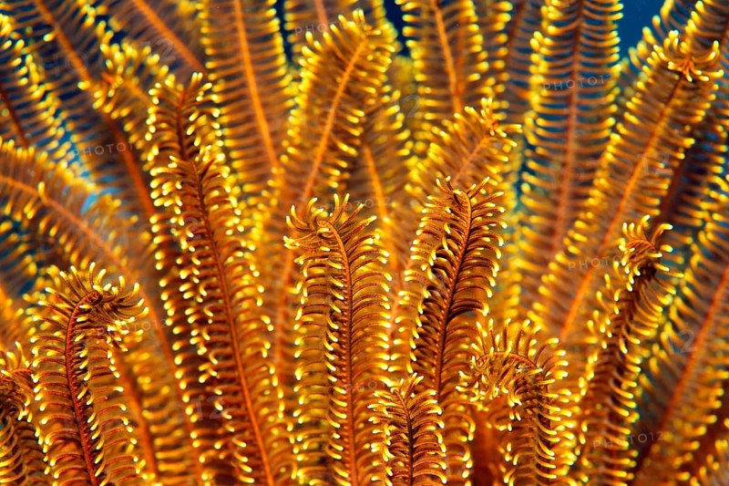 Yellow Feather Star (Comaster sp.)