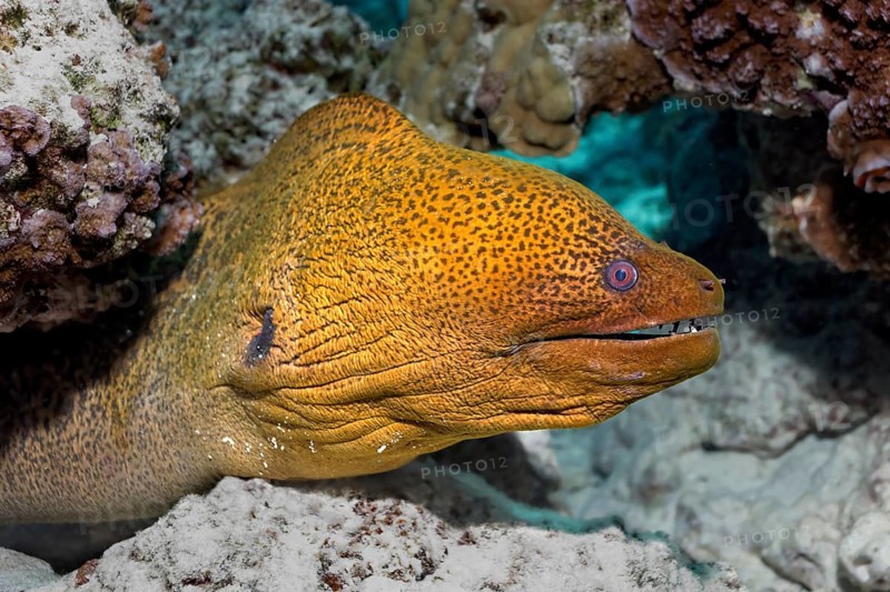Giant Moray (Gymnothorax javanicus) in a coral reef
