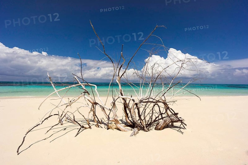 Dead tree on a beach