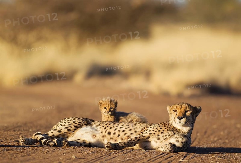 Cheetah (Acinonyx jubatus)