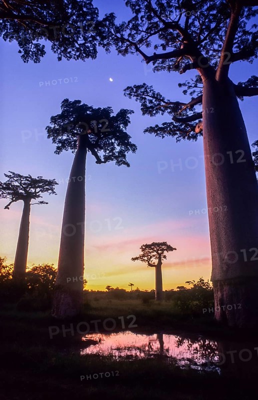 Grandidier's Baobab Trees (Adansonia grandidieri)