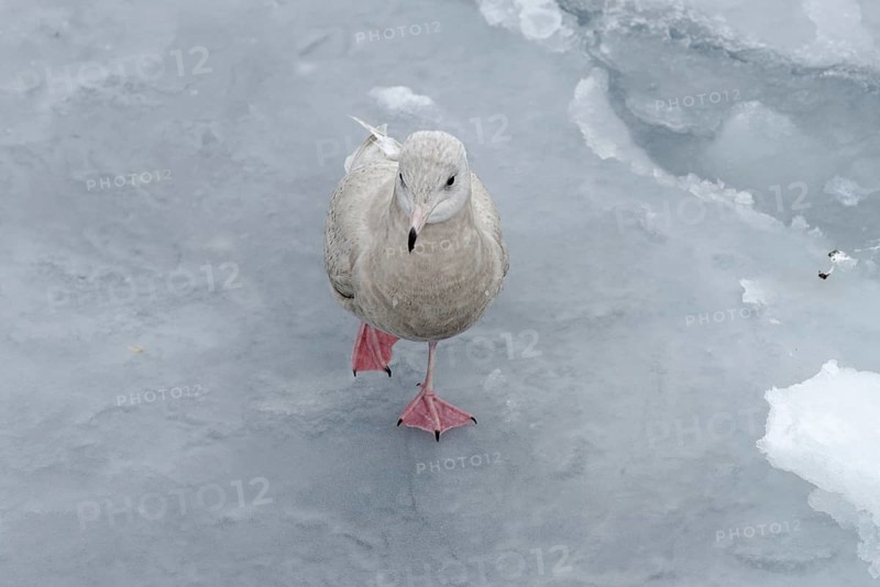 Iceland gull (Larus glaucoides)