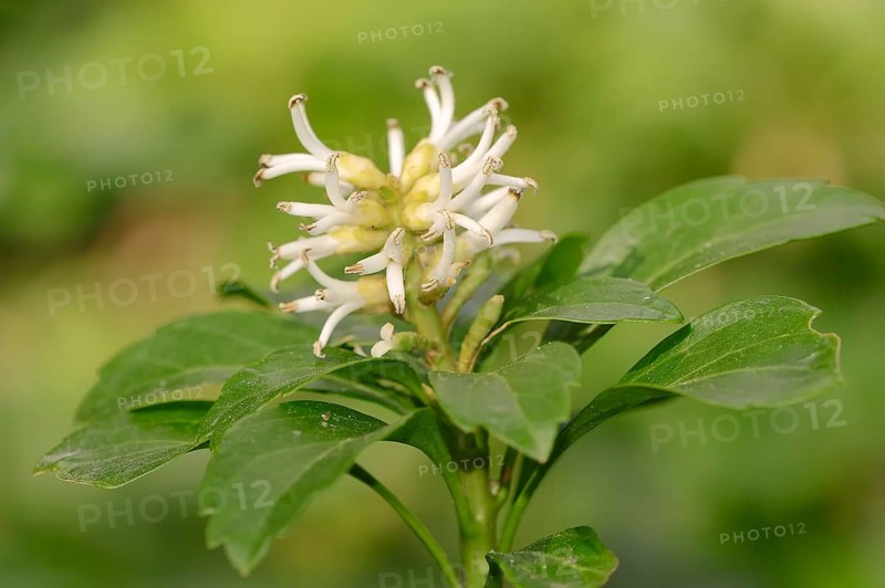 Japanese Pachysandra (Pachysandra terminalis)