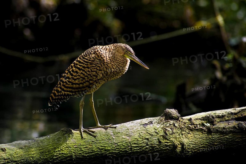 Bare-throated tiger heron (Tigrisoma mexicanum) in mangrove forest