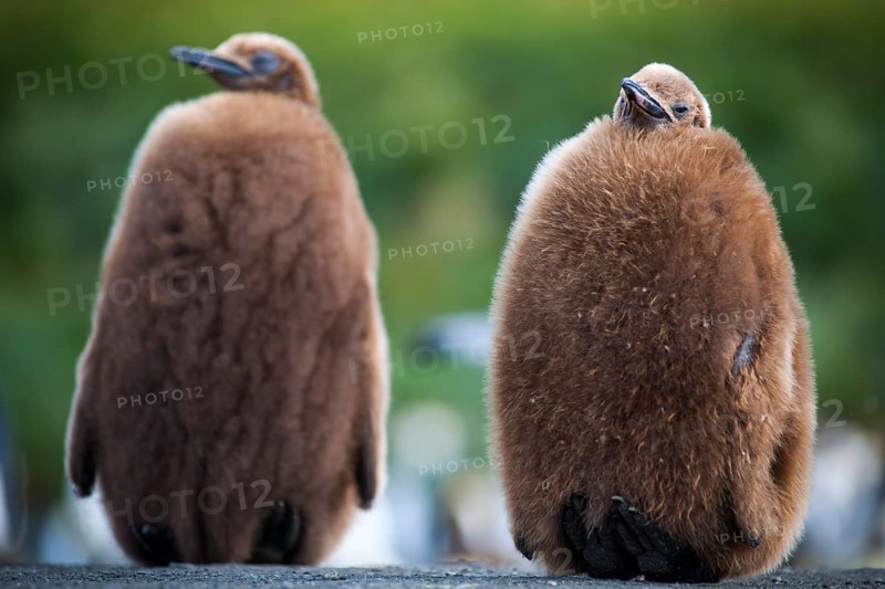 King Penguins (Aptenodytes patagonicus)