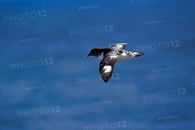Cape Petrel (Daption capense)