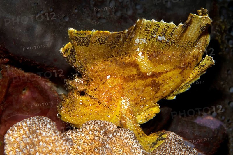 Leaf Scorpionfish or Paperfish (Taenianotus triacanthus)