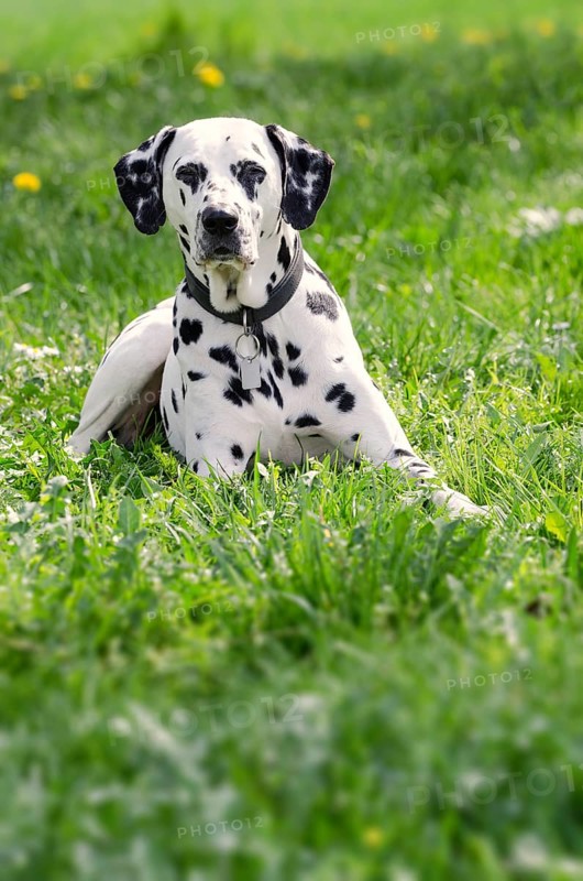 Dalmatian lying in a meadow