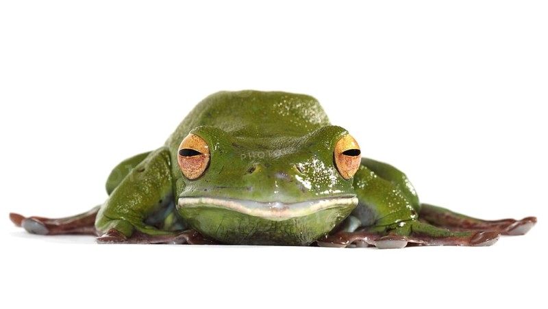 White-lipped Tree Frog (Litoria infrafrenata)