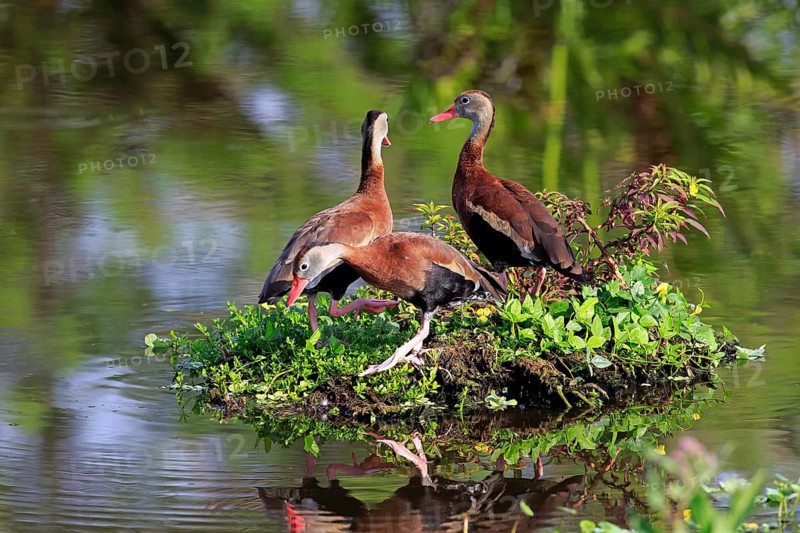 Three Black-bellied Whistling Ducks (Dendrocygna autumnalis)