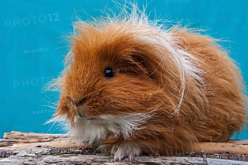 Two-tone Swiss Teddy Guinea Pig