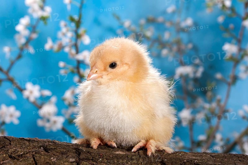 Domestic fowl chick