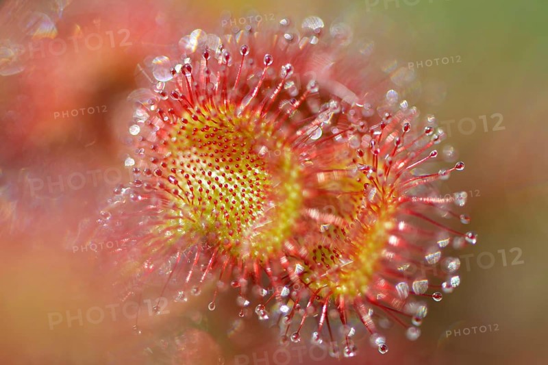 Sundew (Drosera rotundifolia)