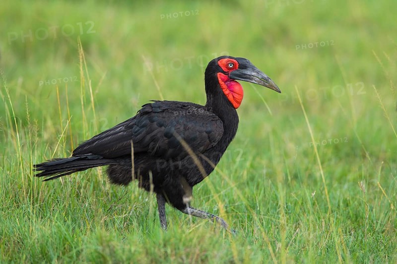Southern ground hornbill (Bucorvus leadbeateri) walking in grass