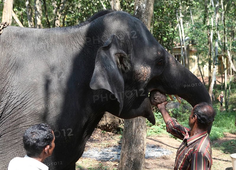 Mahout feeding an Asian Elephant (Elephas maximus)
