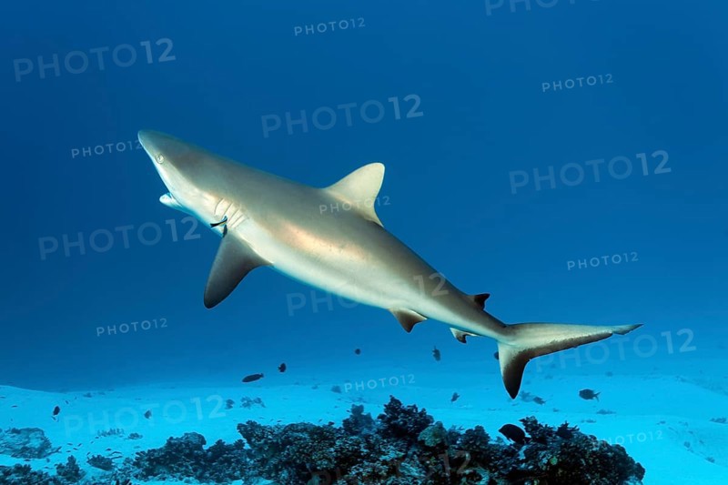 Grey Reef Shark (Carcharhinus amblyrhynchos) at cleaning station with a Bluestreak Cleaner Wrasse (Labroides dimidiatus)