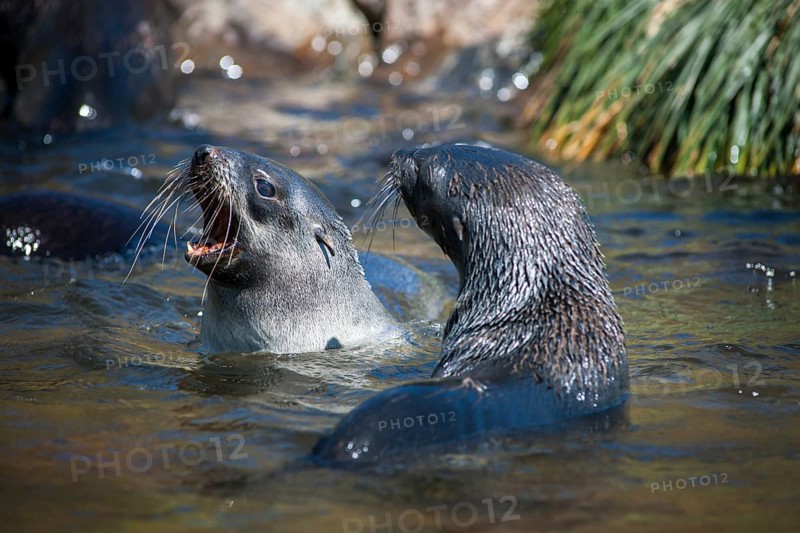 Antarctic Fur Seals (Arctocephalus gazella) in playful battle