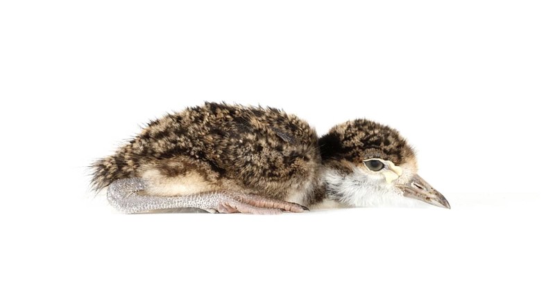 Spur-winged Lapwing or Spur-winged Plover (Vanellus spinosus) chick