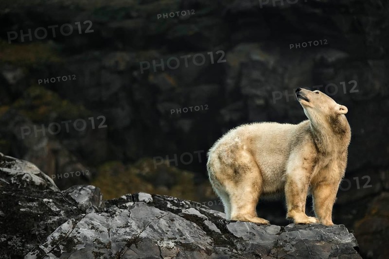 Polar Bear (Ursus maritimus)