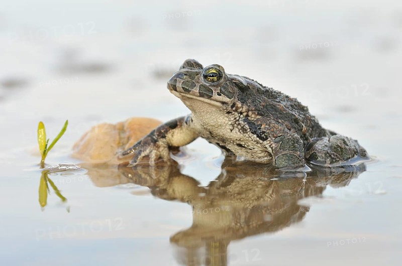 Green Toad (Bufo viridis complex) in an abandoned gravel pit