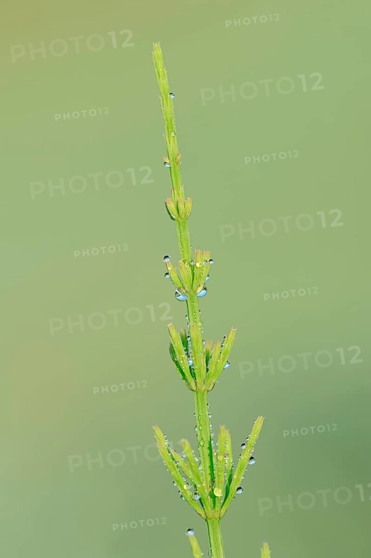 Field Horsetail (Equisetum arvense) covered with dew drops