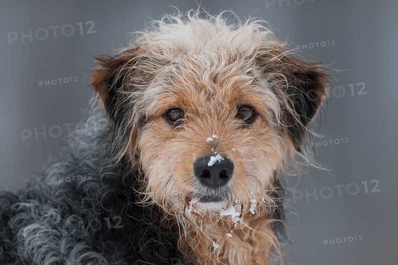 Bosnian Coarse-haired Hound