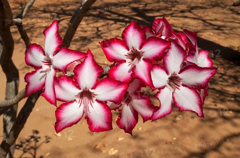 Impala Lily (Adenium multiflorum)