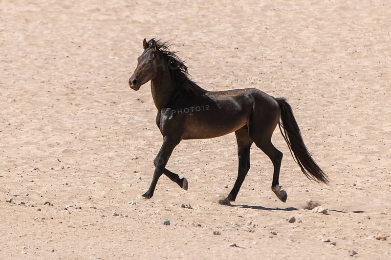 Wild horse in the Namib Desert
