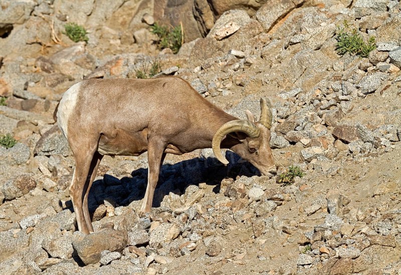 Bighorn Sheep (Ovis canadensis)