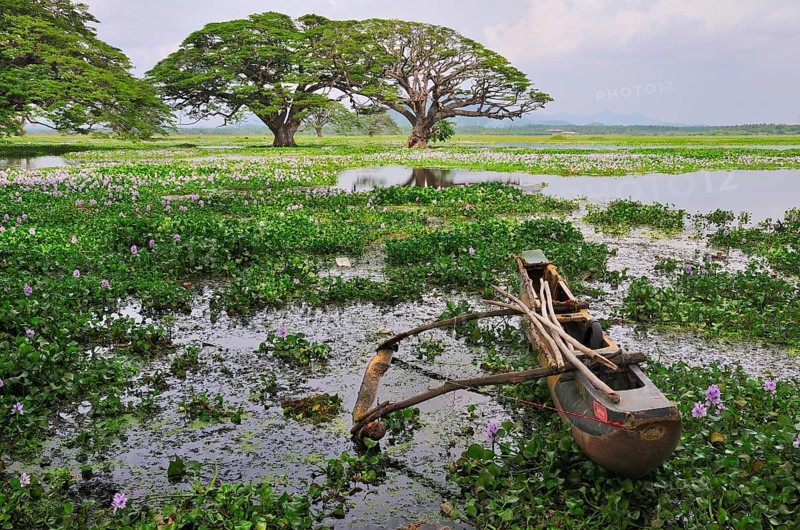 Outrigger canoe on the banks of the artificial lake Tissa Wewa