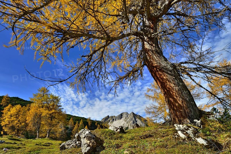 Larch forest (Larix decidua)