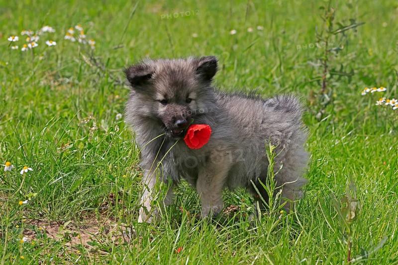 Keeshond
