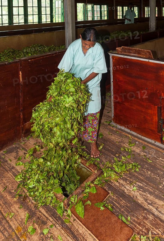 Woman dropping tea leaves into a hole for further processing