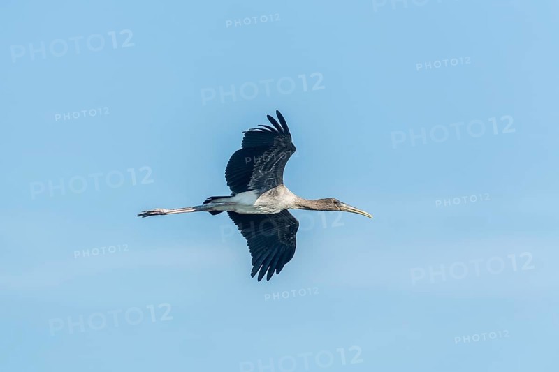 Young Painted Stork (Mycteria leucocephala) in flight