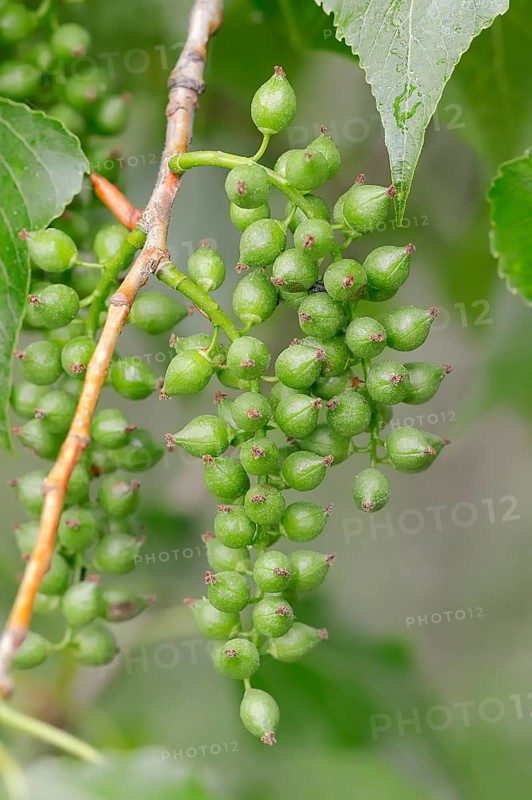 Canadian Poplar or Hybrid Black Poplar (Populus x canadensis