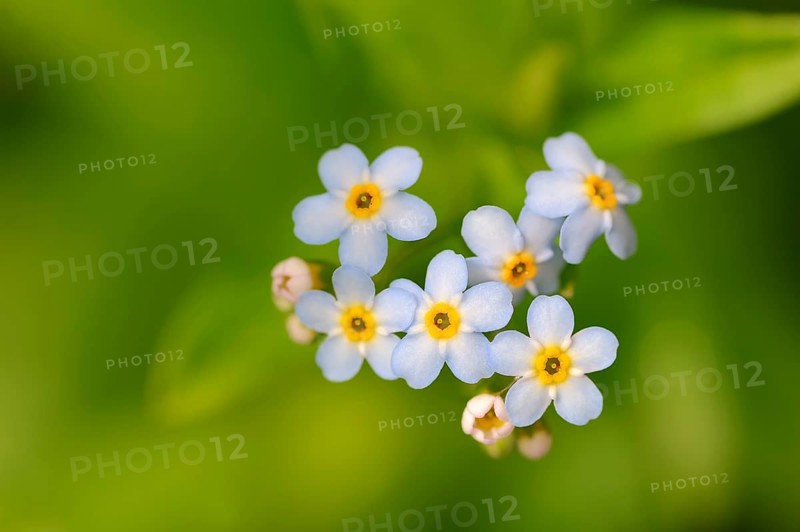 Water Forget-me-not or True Forget-me-not (Myosotis scorpioides